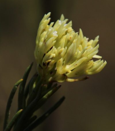 Thesium umbelliferum, photographed by Tony Rebelo