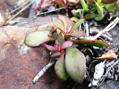 Crassula cultrata, photographed by chrishorak