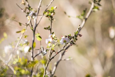 Coursetia axillaris, photographed by Melissa McMasters
