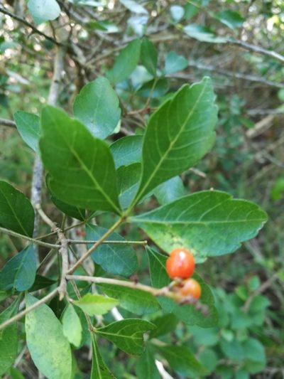 Allophylus decipiens, photographed by chrishorak