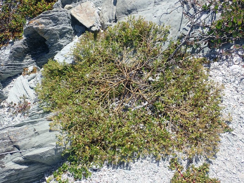 Lepidium rekohuense, photographed by Peter de Lange
