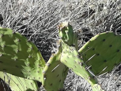 Opuntia megapotamica, photographed by Fernando Archuby