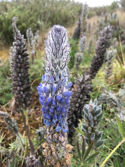 Lupinus triananus, photographed by Andrew J. Crawford