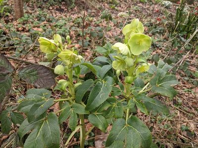Helleborus lividus, photographed by Piermario Maculan