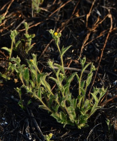 Blumea oxyodonta, photographed by S.MORE