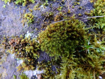 Vinealobryum insulanum, photographed by Susan Marley