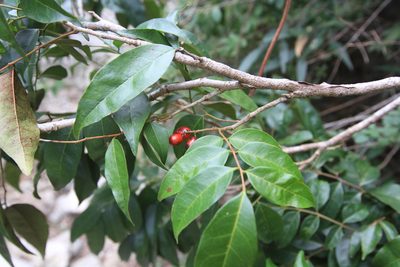 Picramnia pentandra, photographed by Brian Oakes Haiti Hunter