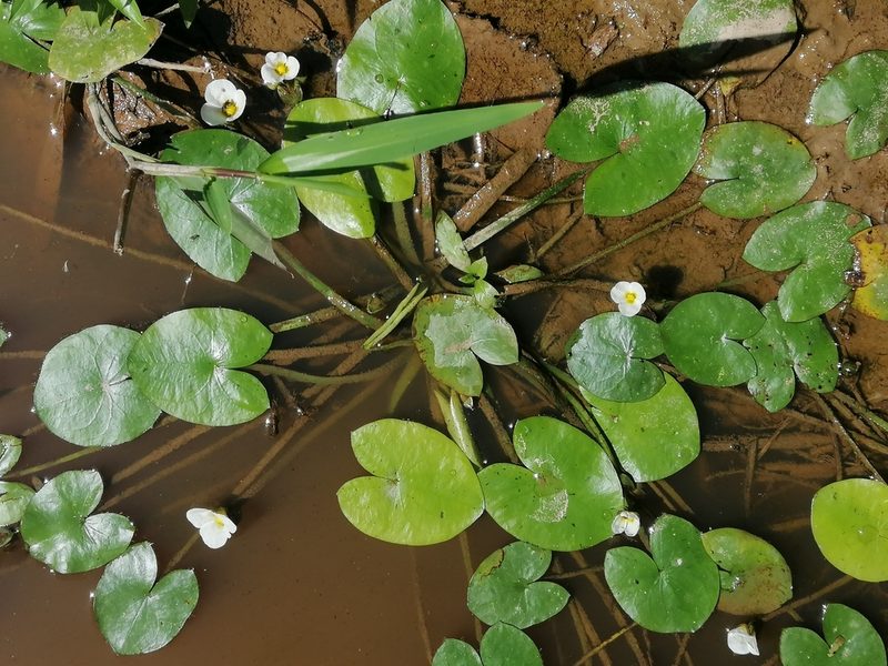Sagittaria guayanensis, photographed by Kozue Kawakami