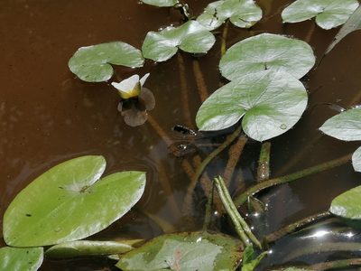 Sagittaria guayanensis, photographed by Kozue Kawakami