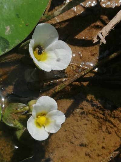 Sagittaria guayanensis, photographed by Kozue Kawakami
