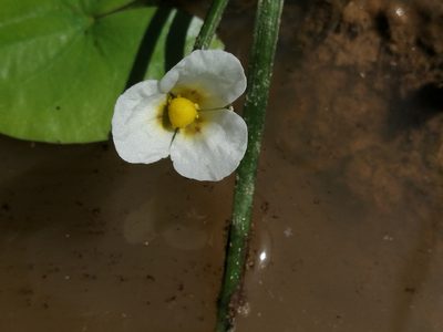 Sagittaria guayanensis, photographed by Kozue Kawakami