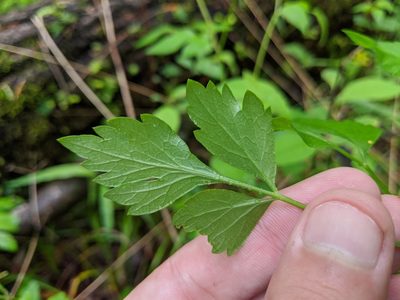 Thaspium barbinode, photographed by Austin Pursley
