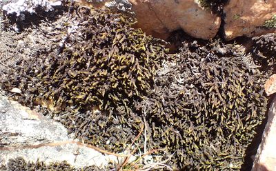 Bucklandiella lamprocarpa, photographed by Nicola van Berkel