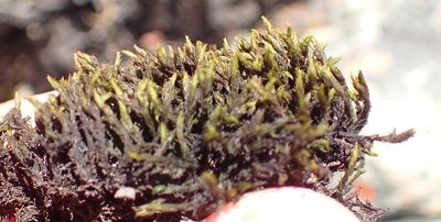 Bucklandiella lamprocarpa, photographed by Nicola van Berkel