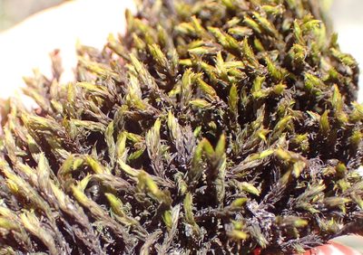 Bucklandiella lamprocarpa, photographed by Nicola van Berkel