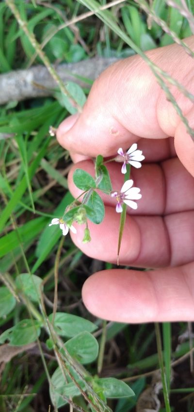 Cuphea lindmaniana, photographed by Edson Luis Fabro Gasperin