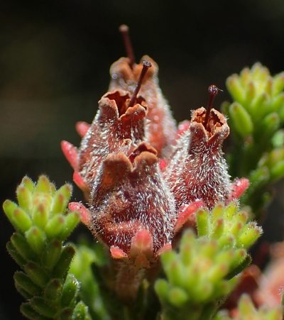 Erica lignosa, photographed by Nicola van Berkel