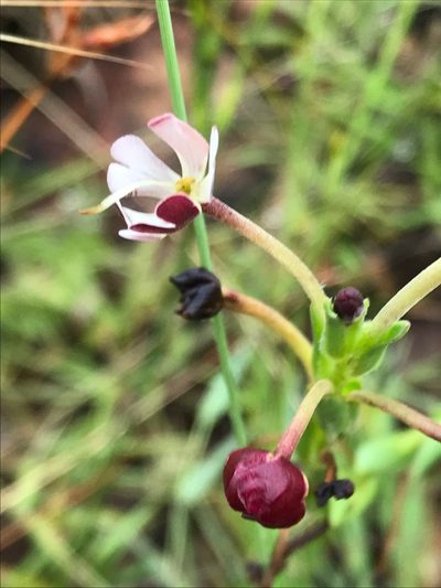 Zaluzianskya elongata, photographed by Tam