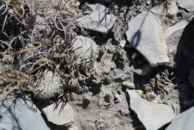 Turbinicarpus valdezianus, photographed by Francisco Martínez González