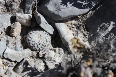 Turbinicarpus valdezianus, photographed by Francisco Martínez González