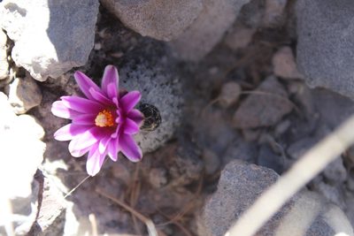Turbinicarpus valdezianus, photographed by Francisco Martínez González