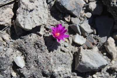 Turbinicarpus valdezianus, photographed by Francisco Martínez González