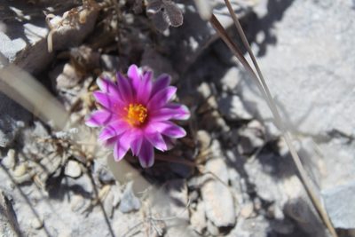 Turbinicarpus valdezianus, photographed by Francisco Martínez González
