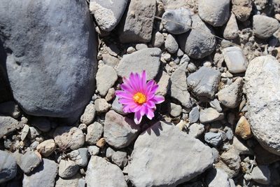 Turbinicarpus valdezianus, photographed by Francisco Martínez González