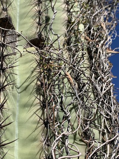 Pauciflora parvifolia, photographed by Kenzie Anderson-Bell