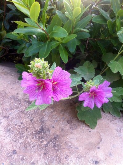 Malva olbia, photographed by Dyhia YOUSFI