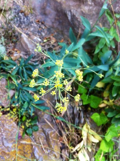 Bupleurum plantagineum, photographed by Dyhia YOUSFI
