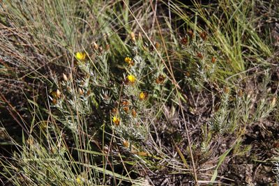 Oedera acerosa, photographed by Tony Rebelo