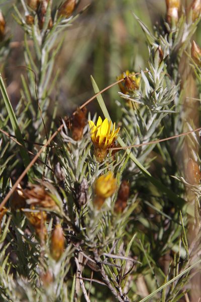 Oedera acerosa, photographed by Tony Rebelo