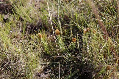 Oedera acerosa, photographed by Tony Rebelo