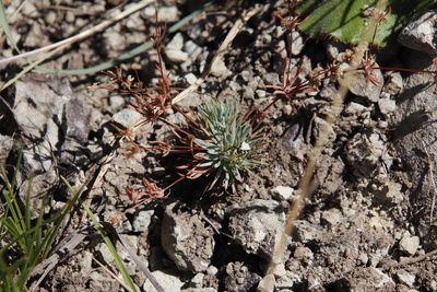 Psammotropha mucronata, photographed by Tony Rebelo