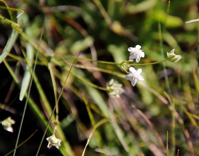 Alepidea duplidens, photographed by Tony Rebelo