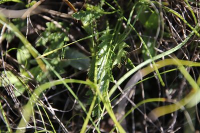 Alepidea duplidens, photographed by Tony Rebelo