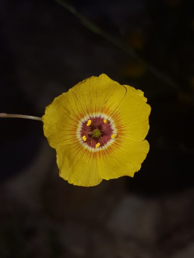 Linum vernale, photographed by Alex Abair