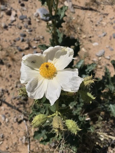 Argemone corymbosa, photographed by Brandon Corder