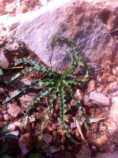 Squilla undulata, photographed by Dyhia YOUSFI