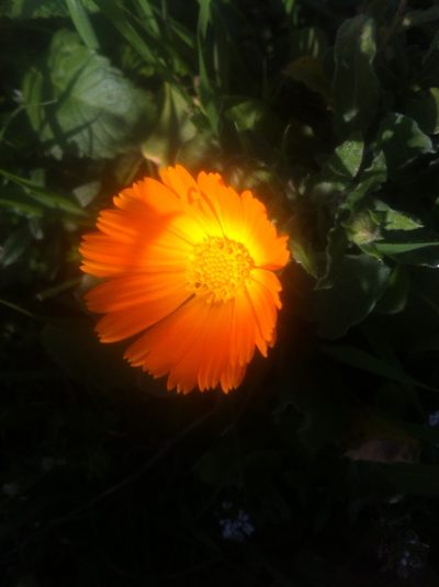 Calendula suffruticosa, photographed by Dyhia YOUSFI