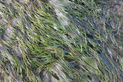 Zostera muelleri, photographed by Joe Dillon
