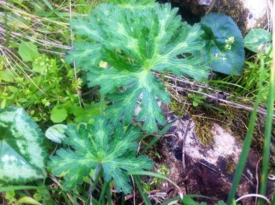 Geranium atlanticum, photographed by Dyhia YOUSFI