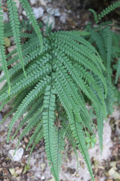 Adiantum melanoleucum, photographed by Brian Oakes Haiti Hunter