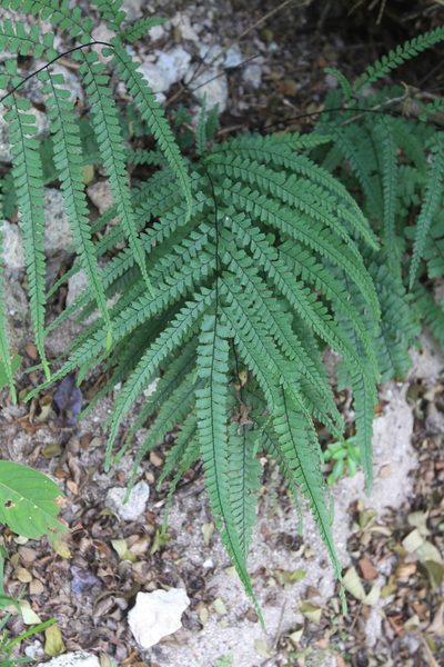 Adiantum melanoleucum, photographed by Brian Oakes Haiti Hunter