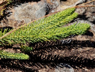 Euphorbia genistoides, photographed by Tony Rebelo
