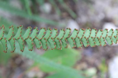 Adiantum melanoleucum, photographed by Brian Oakes Haiti Hunter