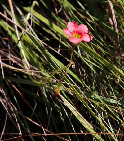 Oxalis bowiei, photographed by Tony Rebelo