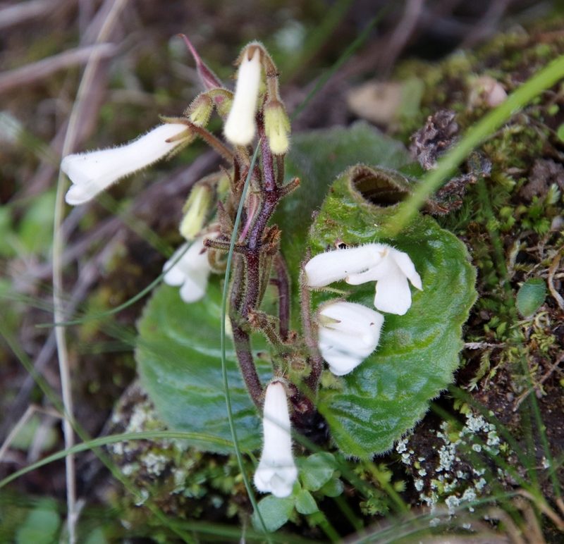 Streptocarpus pusillus, photographed by Tony Rebelo