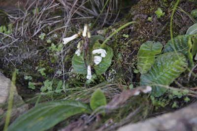 Streptocarpus pusillus, photographed by Tony Rebelo